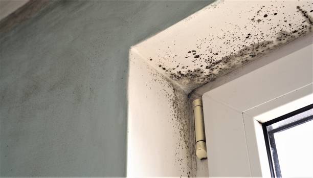 Best Comprehensive Air Testing for Mold Contaminants  in White Island Shores, MA