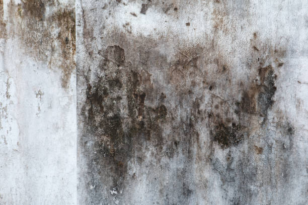 Best Mold Remediation for Healthcare Facilities  in White Island Shores, MA