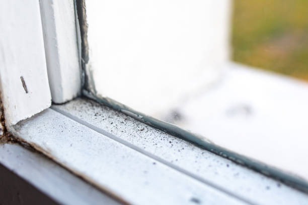 Best Water Damage & Mold Remediation  in White Island Shores, MA