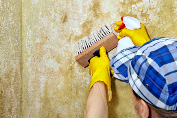 Reliable White Island Shores, MA Mold Removal Solutions