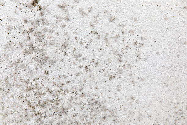 Best Dehumidification Services  in White Island Shores, MA