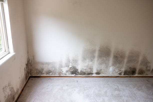 Best Emergency Mold Remediation  in White Island Shores, MA